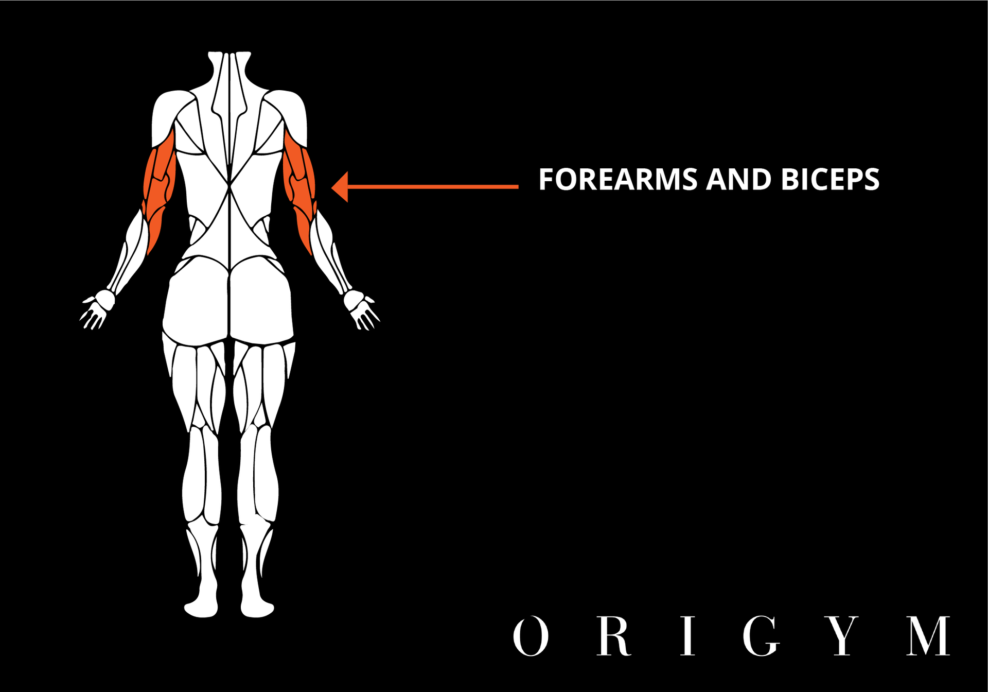 How to do a incline hammer curl